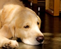 犬も食わない