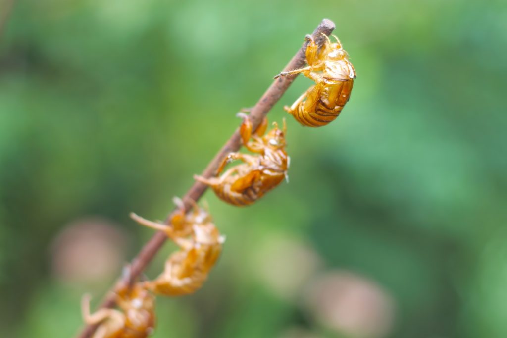 虫がいいの虫ってなに 語源に秘密が隠されてました オトナのコクゴ