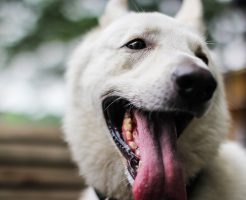 飼い犬に手を嚙まれる