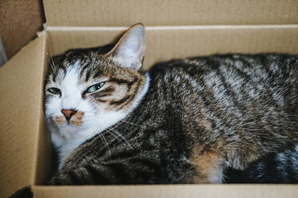 情が移る 語源から正しい意味や使い方を知ろう オトナのコクゴ