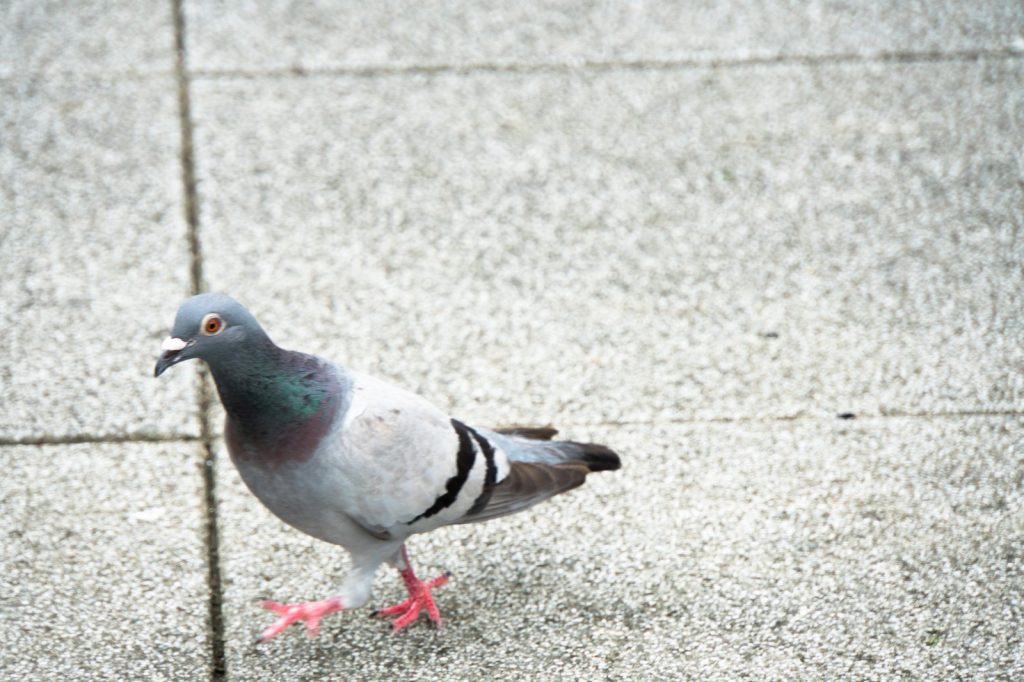 鳩が豆鉄砲を食ったよう 勘違いした意味で覚えてないか語源で確認しよう オトナのコクゴ