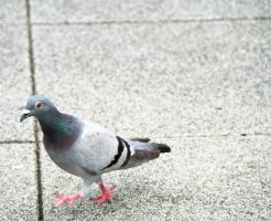 鳩が豆鉄砲を食ったよう