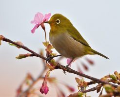 目白押し